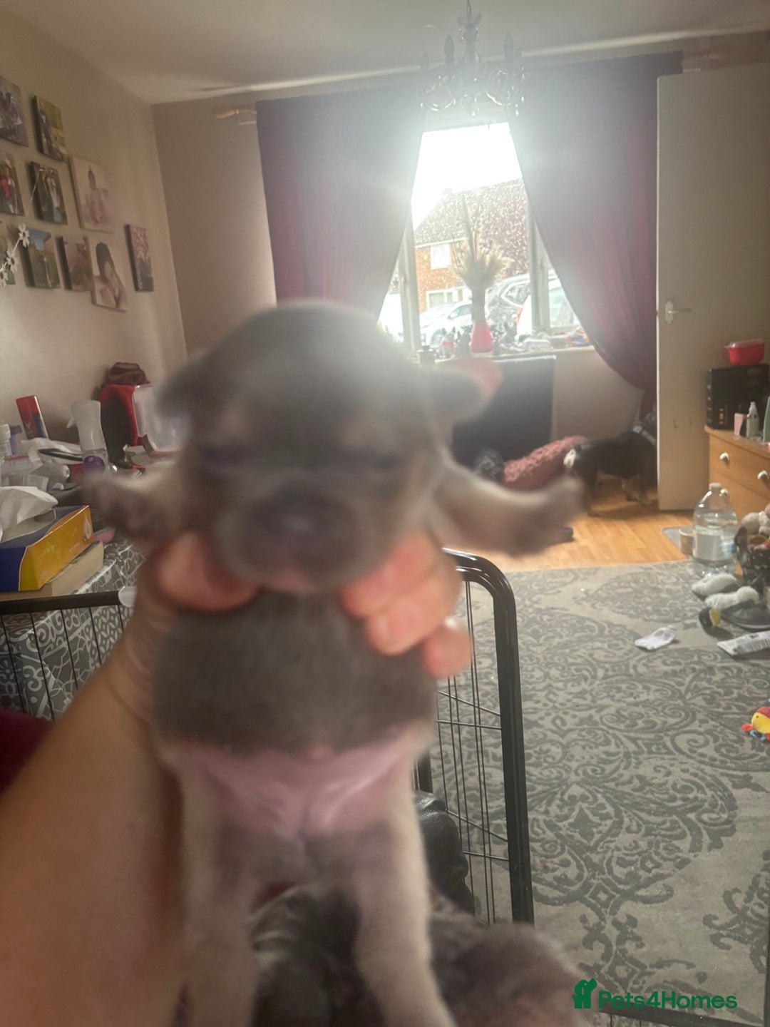 French Bulldog dogs for sale: Chunky French bulldog pups 4 girls  - Image 13