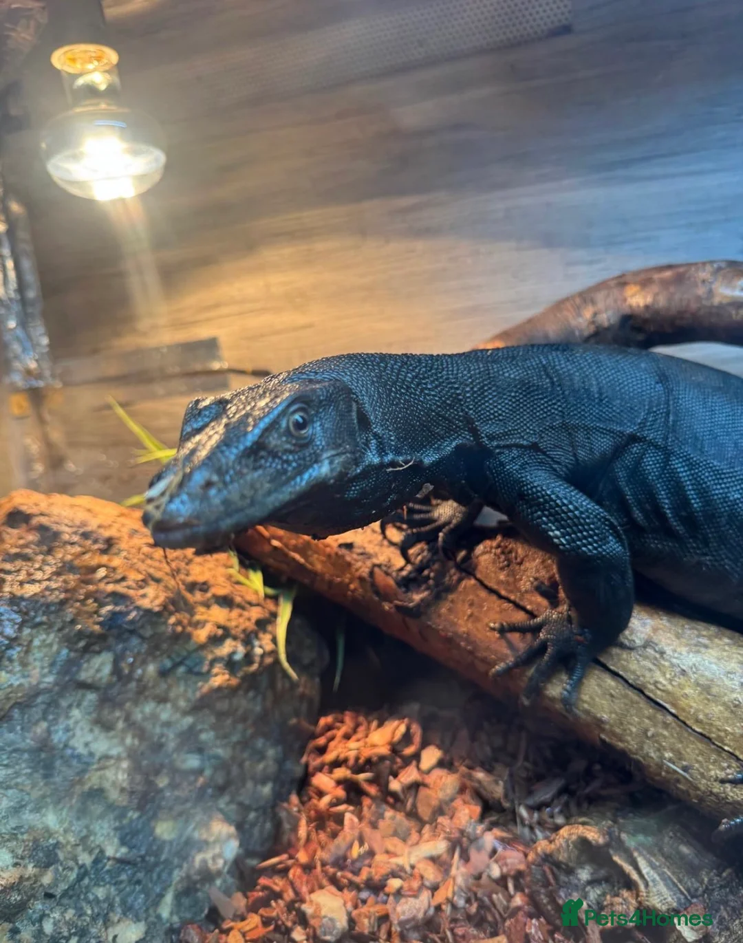 Monitor reptiles for sale: Black Dragon for Sale - Advert 1
