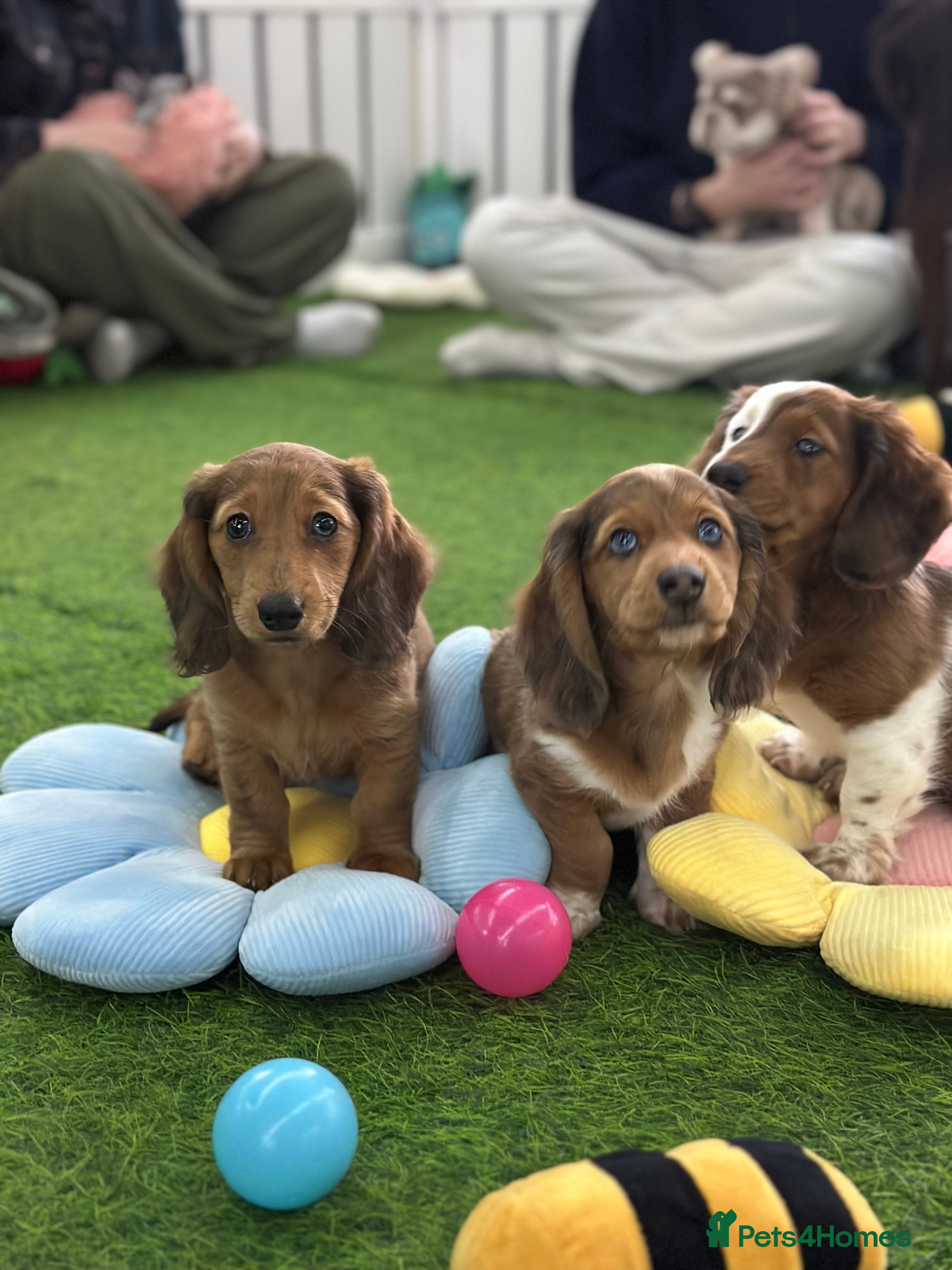 Miniature Dachshund dogs Miniature Dachounds pied dapples  - Advert 11