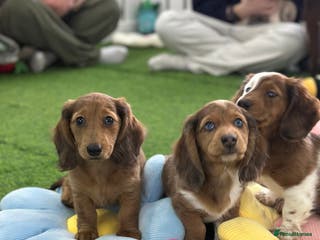 Miniature Dachshund dogs Miniature Dachounds pied dapples - Advert 18
