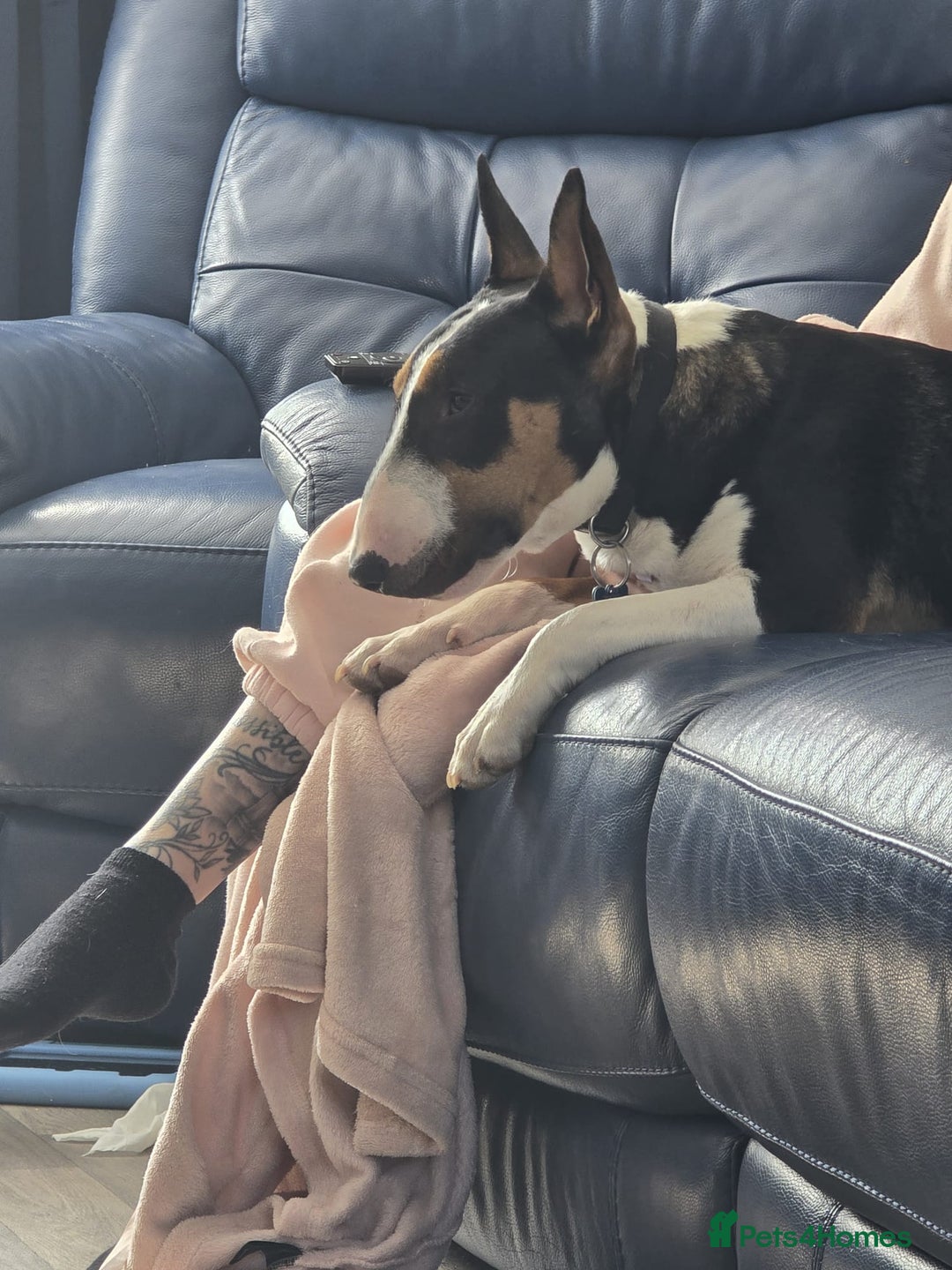 English Bull Terrier dogs for sale: English bull terrier male  - Image 3
