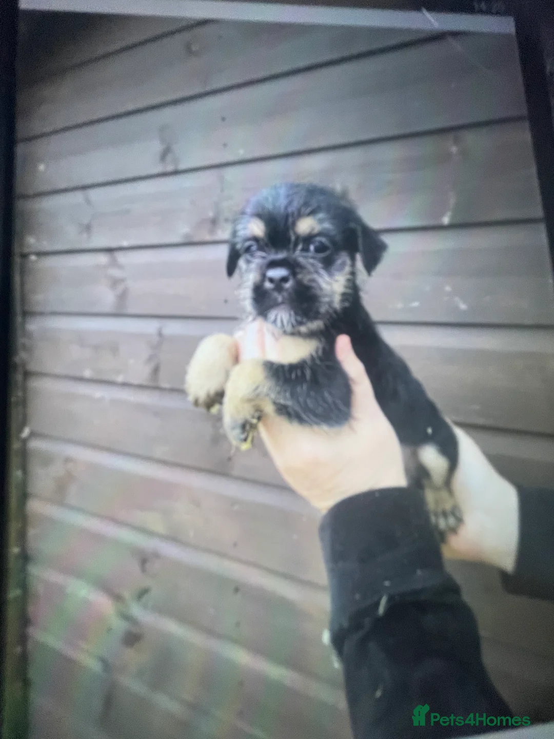 Mixed Breed dogs for sale: Norfolk terrier Cross by French bull bulldog cross - Advert 5