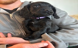 Cocker Spaniel dogs for sale: 3 boys left - Outstanding working cocker spaniels - Image 23