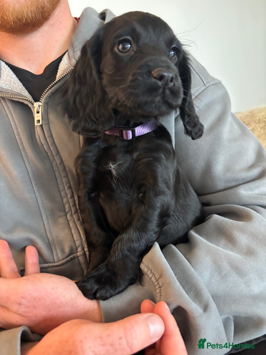 Cocker Spaniel dogs for sale: 3 boys left - Outstanding working cocker spaniels - Image 23