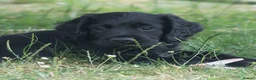 Sprocker dogs for sale: Sprocker puppies READY NOW - Advert 12