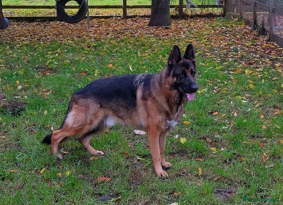 German Shepherd dogs for sale: Male German Shepherd for sale - Image 3