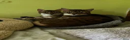Bengal cats for sale: Female & male  in Rotherham - Advert 2