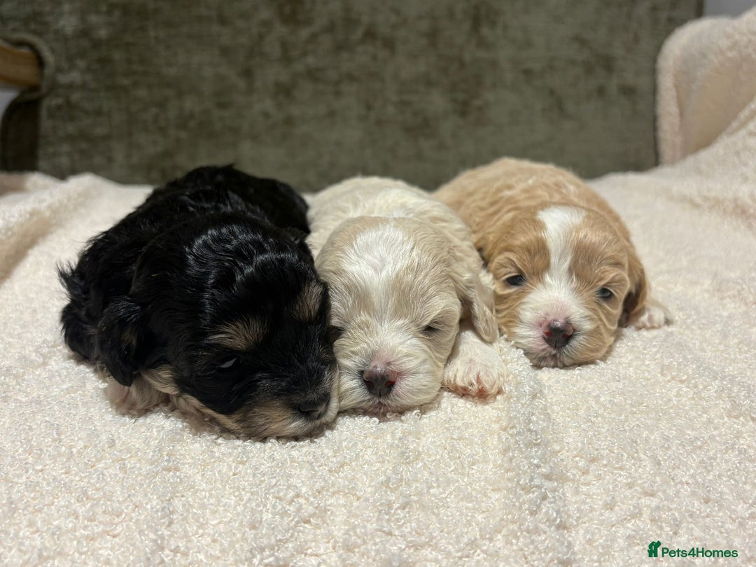 Maltipoo dogs for sale: Maltipoo puppies  - Advert 6