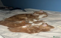 Maine Coon cats for sale: Maine Coon Kittens  - Image 4