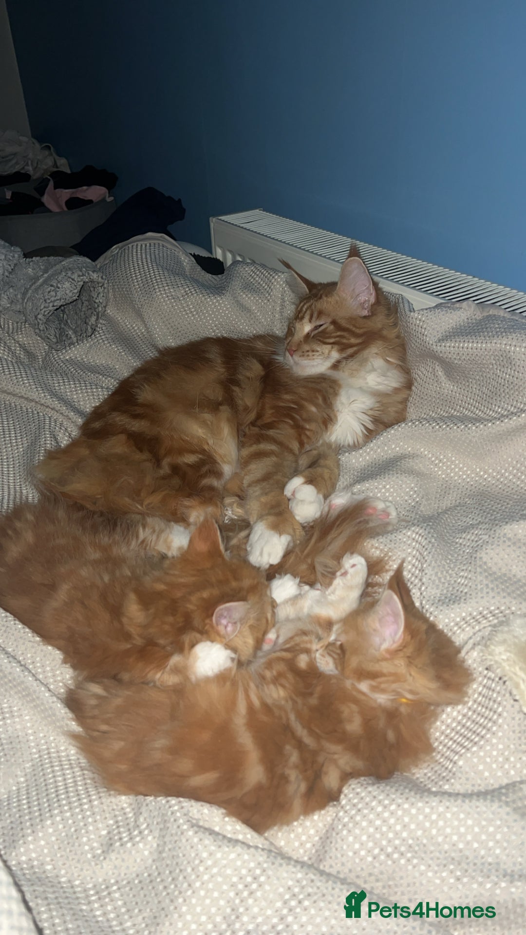 Maine Coon cats for sale: Maine Coon Kittens  - Image 4