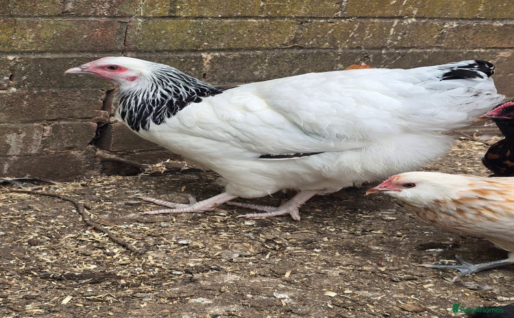 Chickens poultry for sale - Advert 2