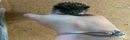 Pygmy Hedgehog rodents for sale: African Pygmy hedgehogs  - Advert 6