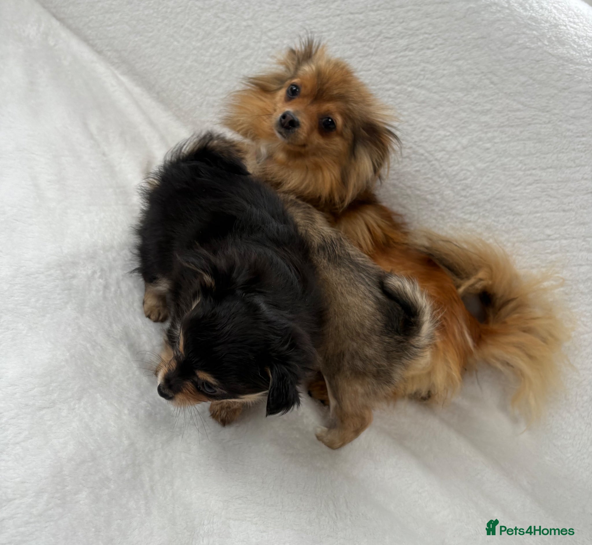 Pomchi dogs Pomchi puppies - Advert 2