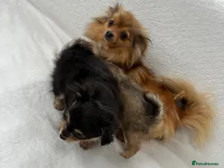 Pomchi dogs Pomchi puppies - Advert 17