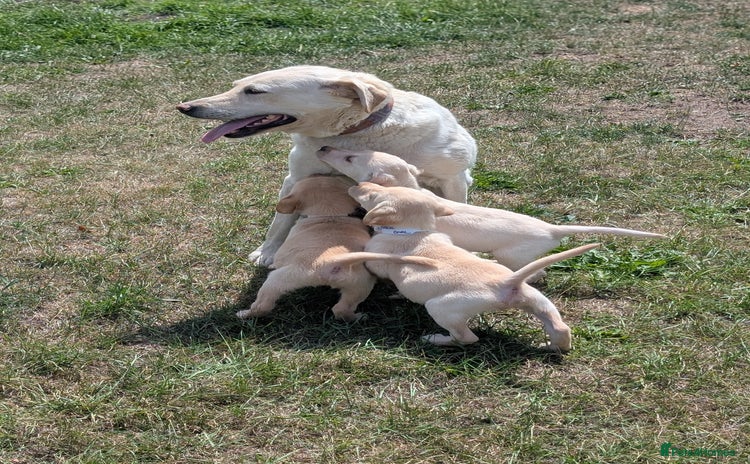 Labrador Retriever dogs - Advert 8