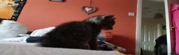 Mixed Breed cats for sale: 3 White 1 Black Kittens in Sunderland - Advert 12