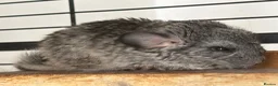 Chinchilla rodents for sale: Chinchilla kit available  - Advert 2