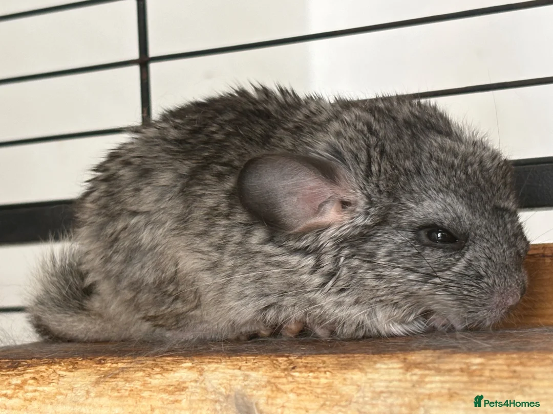 Chinchilla rodents for sale: Chinchilla kit available  - Advert 2