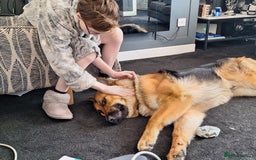German Shepherd dogs for sale: 2 yr old male German shepherd  - Image 6