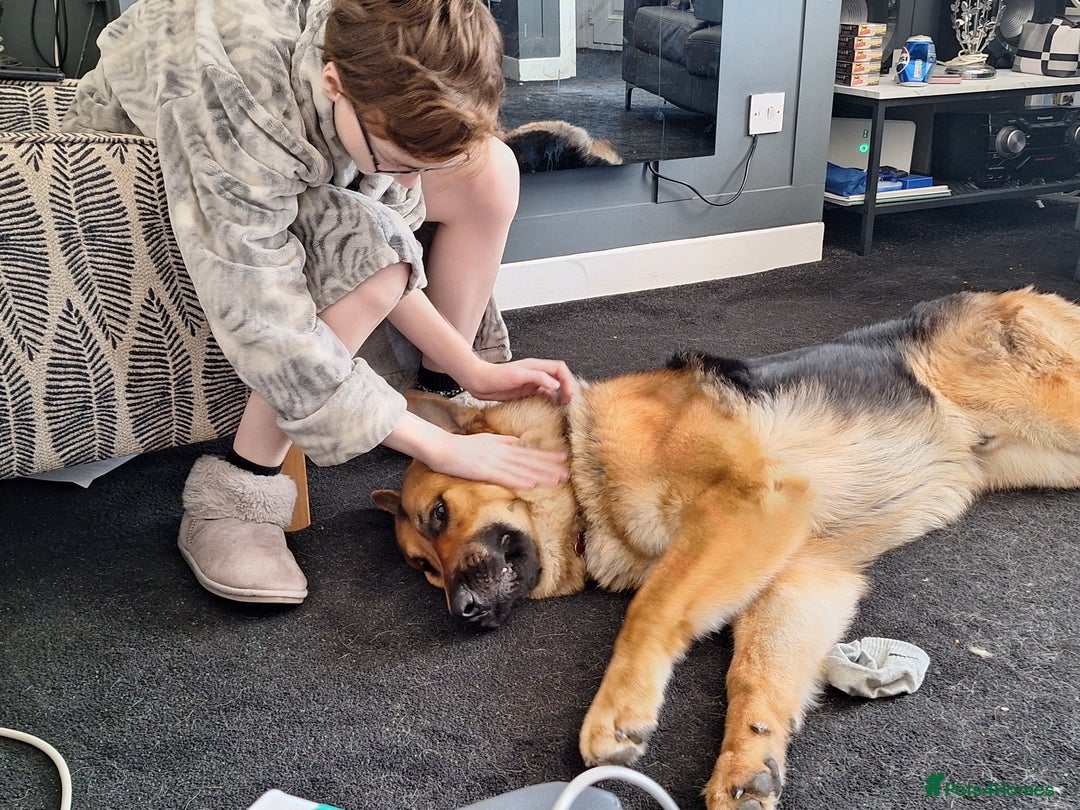 German Shepherd dogs for sale: 2 yr old male German shepherd  - Image 6
