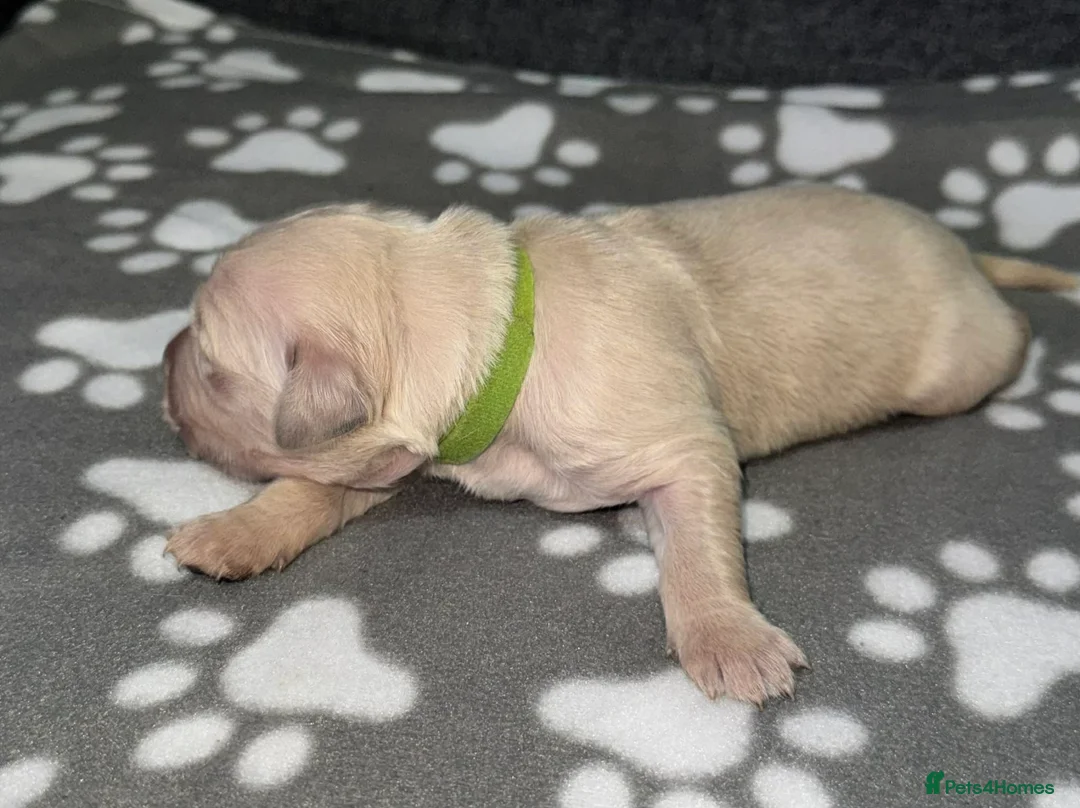 Golden Retriever dogs for sale: 7 beautiful golden retriever pups. - Advert 25