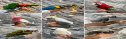 Mixed Breed birds for sale: Stunning Selection Baby HandReared Loving Parrot in Nottingham - Advert 1