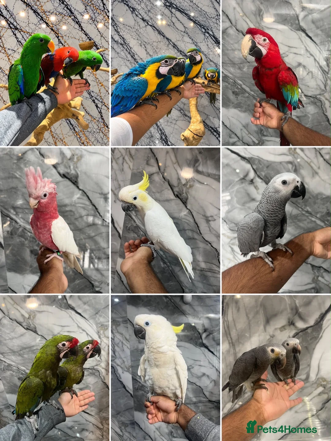 Mixed Breed birds for sale: Stunning Selection Baby HandReared Loving Parrot in Nottingham - Advert 1