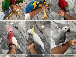 Mixed Breed birds Stunning Selection Baby HandReared Loving Parrot - Advert 1