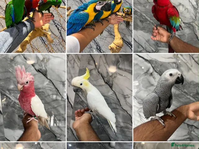 Mixed Breed birds Stunning Selection Baby HandReared Loving Parrot - Advert 1