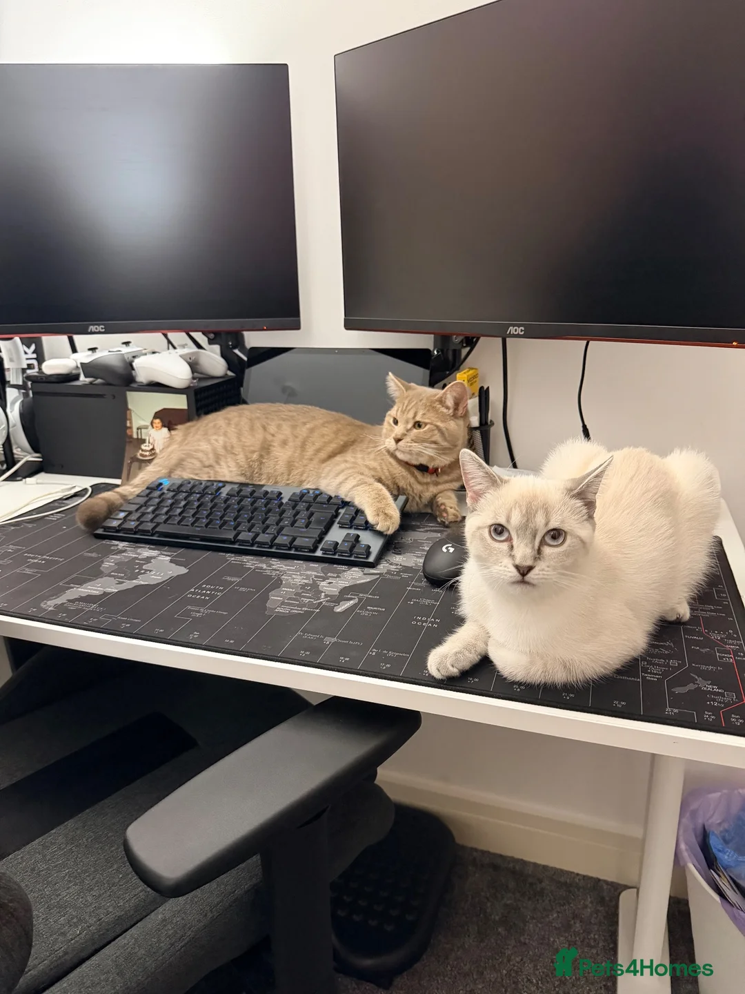 Ragdoll cats for sale: Femal 8 month old half ragdoll in Ripley - Advert 2