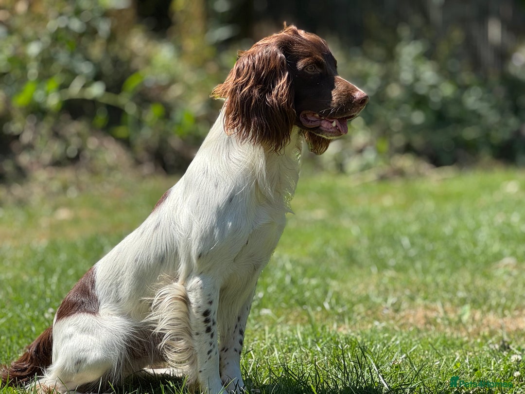 English Springer Spaniel dogs for sale: 2025 FTCH ROSEBAY BLUE,WELL MARKED LITTER ESS PUPS - Image 7