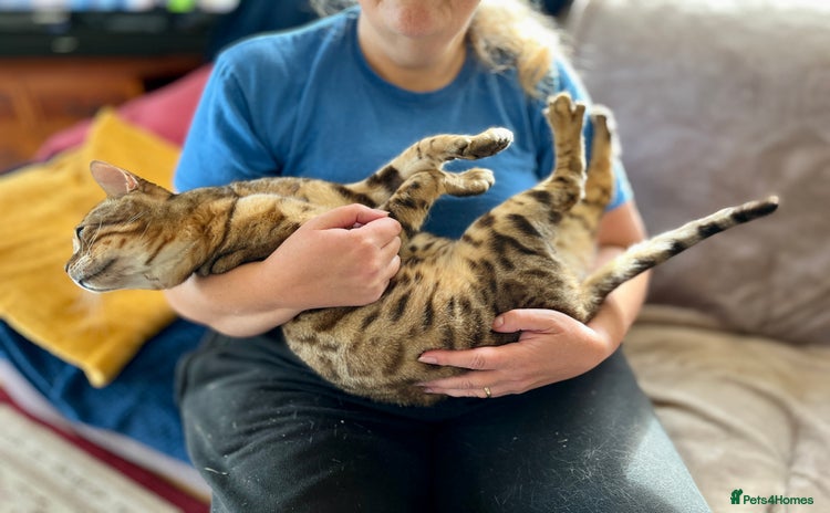 Bengal cats - Advert 2