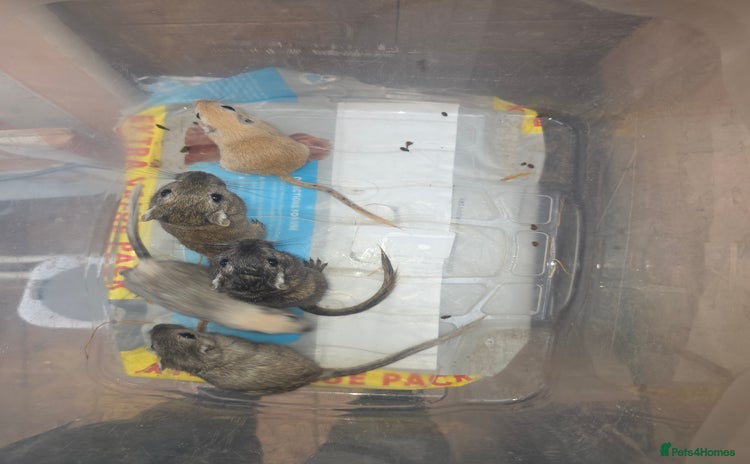 Gerbil rodents - Advert 10