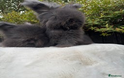 Angora rabbits for sale: Harlequin and blue (grey ) angoras  - Image 17