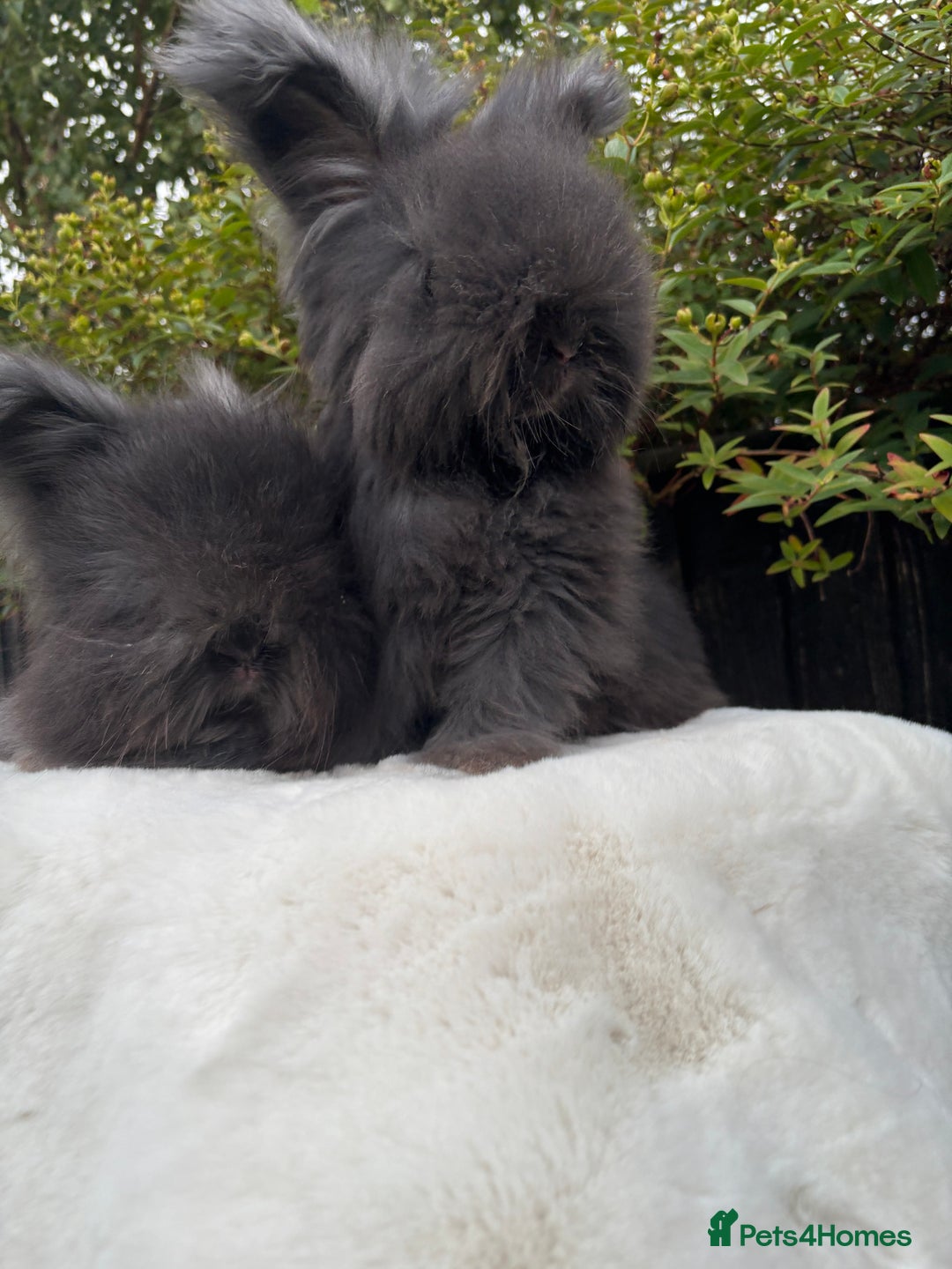 Angora rabbits for sale: Harlequin and blue (grey ) angoras  - Image 17