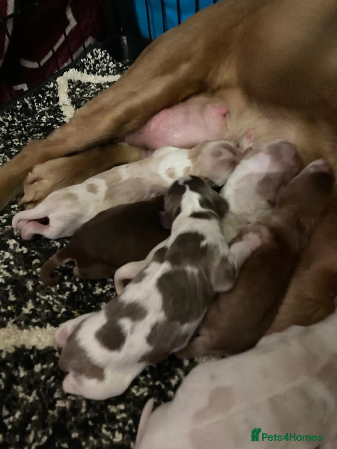 Cocker Spaniel dogs for stud: KC Reg Show Cocker Spaniel- Extensively DNA tested in Warrington - Advert 35