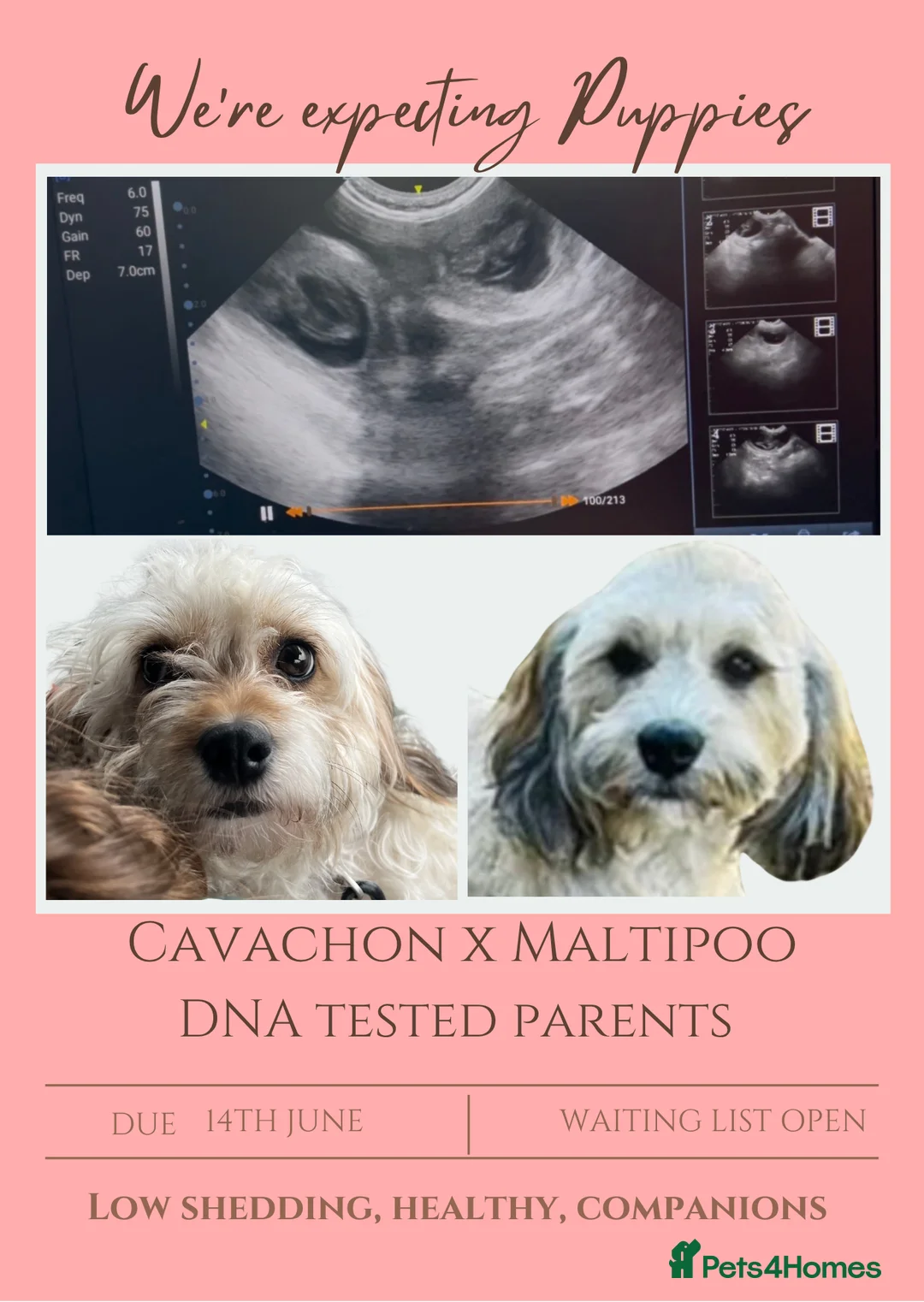 Mixed Breed dogs for sale: Health Tested Cavachon x Maltipoo in Colchester - Advert 1