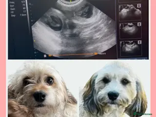Maltipoo dogs for sale: Health Tested Cavachon x Maltipoo - Advert 1
