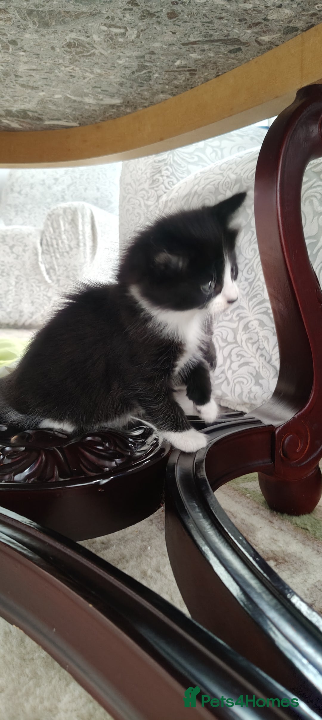 Mixed Breed cats for sale: Kitten's  - Image 17