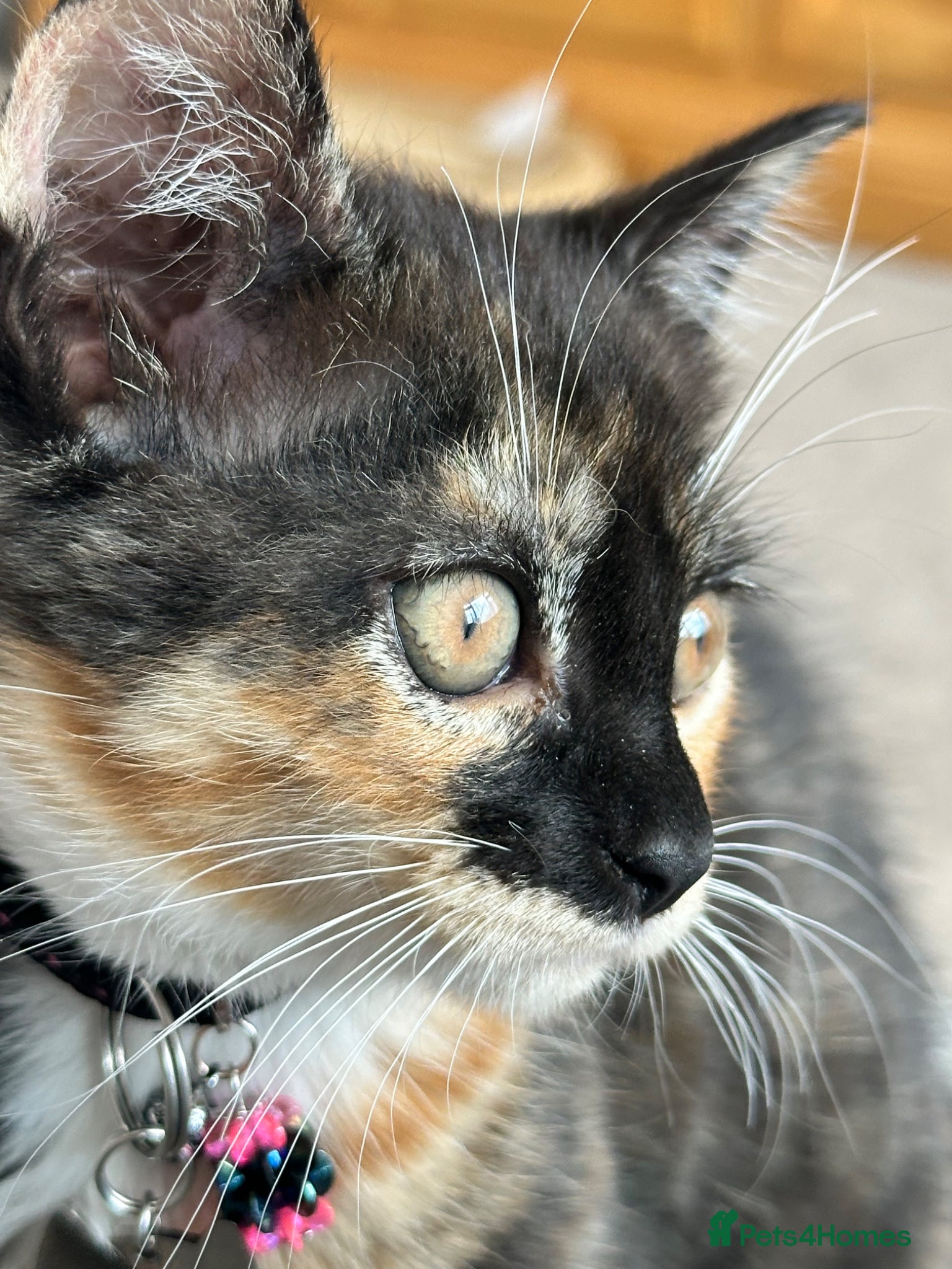 Mixed Breed cats for sale: Beautiful calico girl - Advert 2