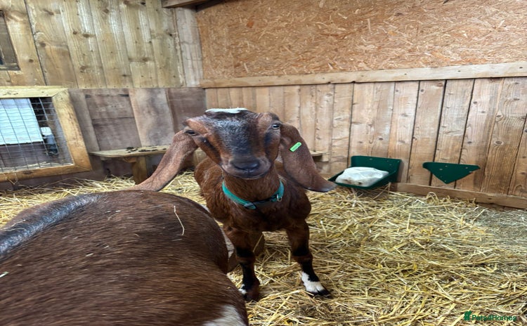 Goats livestock 2 Female Registered Anglo-Nubian Goats - Advert 1