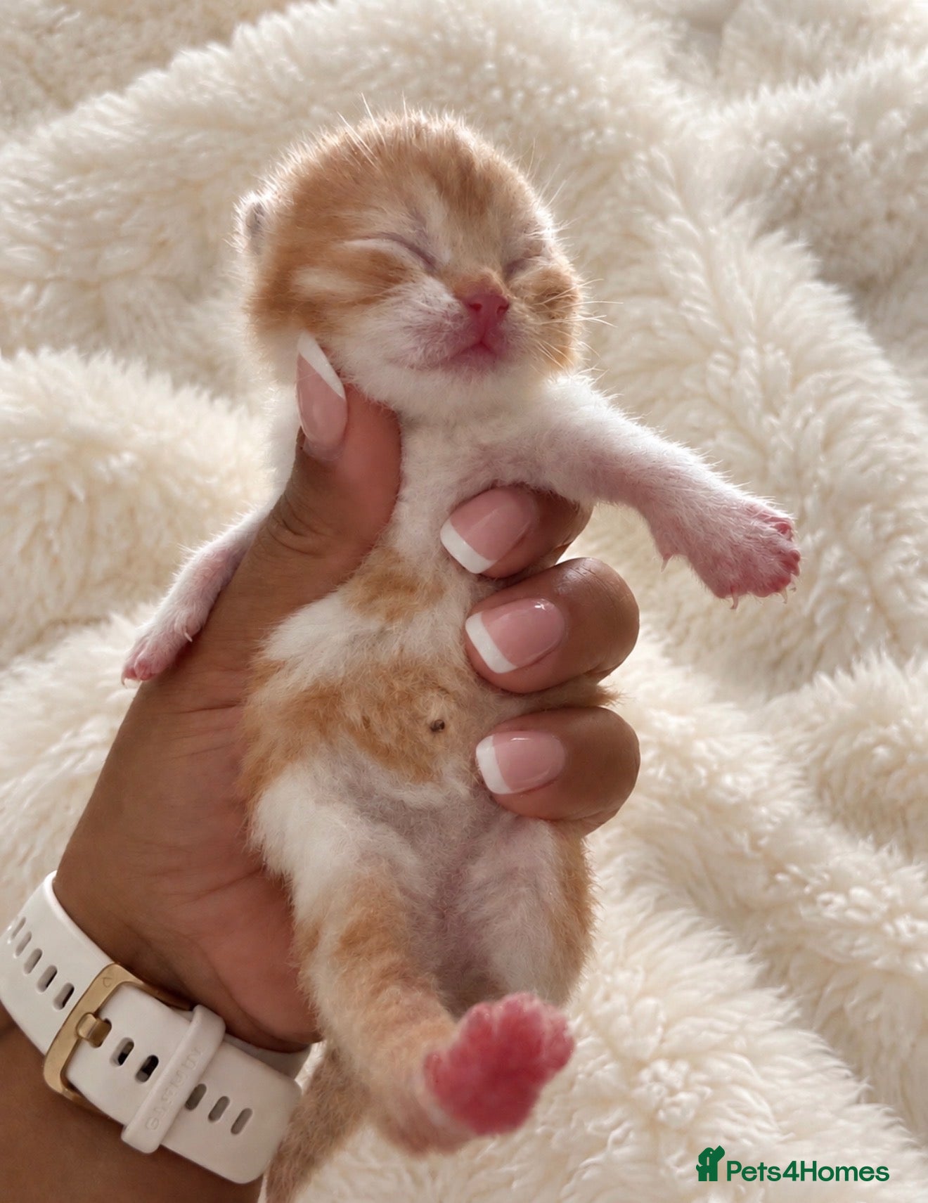 British Shorthair cats Exceptional quality British shorthair kittens  - Advert 1