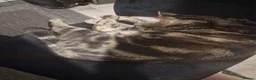 Mixed Breed cats for sale: Miss Ciara - Advert 5