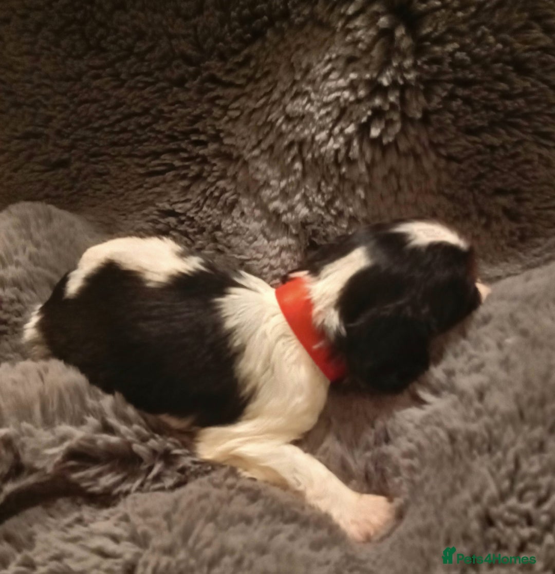 Cavalier King Charles Spaniel dogs for sale: Health tested Cavalier King Charles  - Advert 13