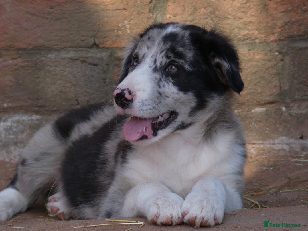 Border Collie dogs for sale: Red, and blue merle, tri, b/w collies farm reared - Image 6