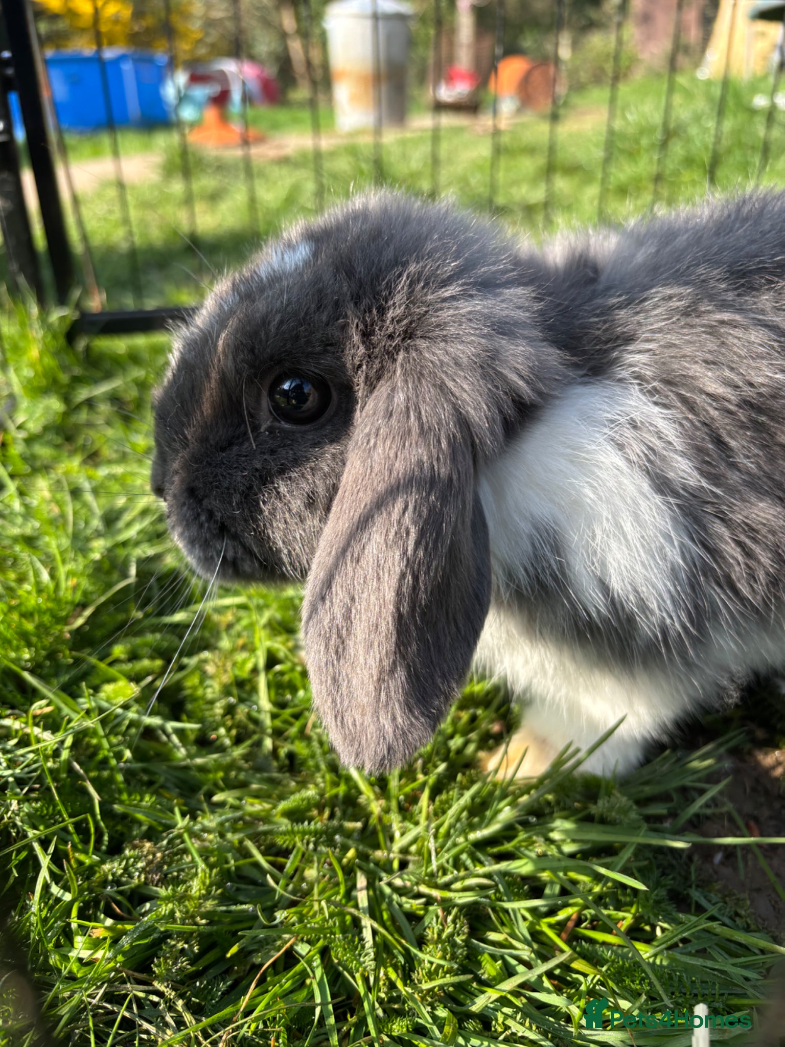 Mini Lop rabbits Only 2 left!  - Advert 9
