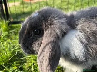 Mini Lop rabbits Only 2 left! - Advert 9