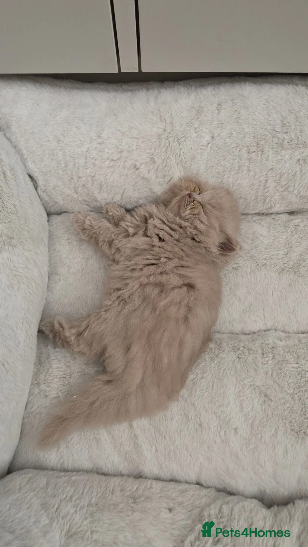 British Longhair cats for sale: Lilac female british longhair kitten - Advert 4