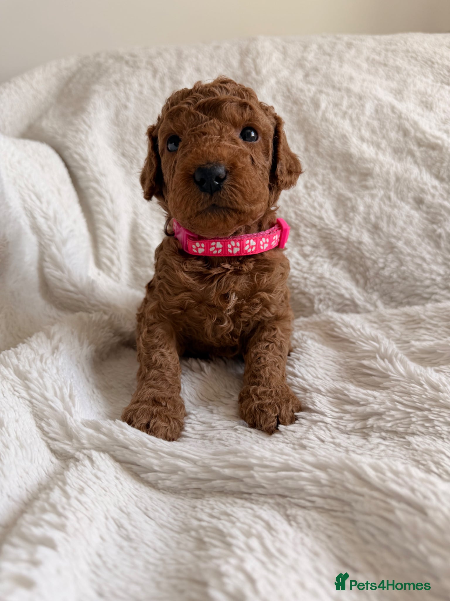 Mini Goldendoodle dogs EXCEPTIONAL AUSTRALIAN DOODLES 🐾 HEALTH TESTED🐾  - Advert 3