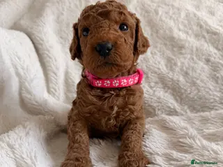 Mini Goldendoodle dogs EXCEPTIONAL AUSTRALIAN DOODLES 🐾 HEALTH TESTED🐾 - Advert 3